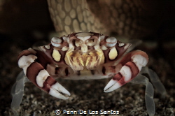 Clown Porcelain Crab by Penn De Los Santos 